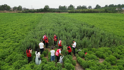 南阳师范学院生命科学学院党员博士团服务社会纪实 生物技术推广服务