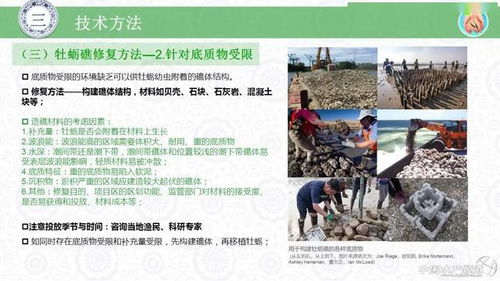 水生生物资源养护的创新实践 牡蛎礁生态修复技术与生物技术推广服务