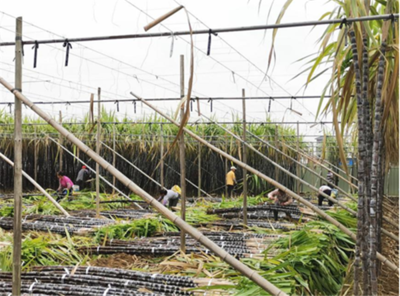 抗疫情、促生产 | 省生物工程研究所深入一线开展春耕科技服务